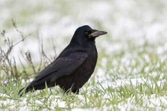 Rook (Corvus frugilegus) in winter, sitting on farmland, in a meadow in the snow, resting, rather
