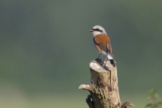Favoured perch... Red-backed shrike (Lanius collurio), colourful male, sitting in an open landscape