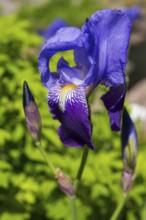 Iris (Iris sibirica), blue flower, Schleswig-Holstein, Germany