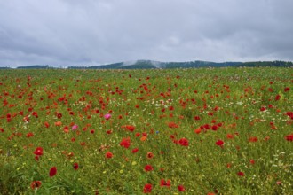 Red poppy (Papaver rhoeas), poppy capsules and scattered wildflowers, stretch out under an overcast