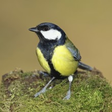 Great tit (Parus major), sitting on moss-covered dead wood, Wilnsdorf, North Rhine-Westphalia,