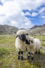 Two Valais Blacknose sheep (Ovis gmelini aries), high alpine mountain valley, Obere Senner Egete,