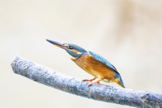 Kingfisher (Alcedo atthis) Germany