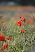 Beautiful picturesque poppy field, June, Germany