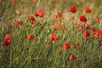 Picturesque beautiful poppies, June, Germany