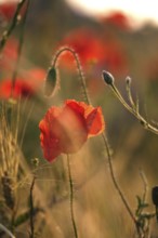 Picturesque beautiful poppies, June, Germany