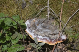 Red Banded Polypore (Fomitopsis pinicola), Bavaria, Germany