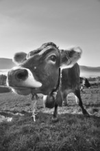 Algäu cow (Braunvieh) on the pasture looking into the camera, Weitnau, Oberallgäu, Bavaria, Germany