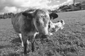 Cow calf looking into the camera, Weitnau, Allgäu, Bavaria, Germany