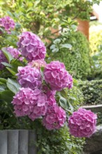 Garden hydrangea (Hydrangea macrophylla 'Lady Seduction'), An den Dorfwiesen 9, Germany