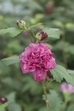 Garden marshmallow (Hibiscus syriacus FRENCH CABARET® RED), BS Sämann, Germany