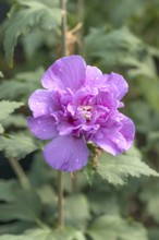 Garden marshmallow (Hibiscus syriacus FRENCH CABARET® PURPLE), BS Sämann, Germany