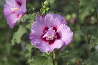 Garden marshmallow (Hibiscus syriacus ERUPTION), BS Sämann, Germany