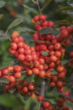 Winterberry (Ilex verticillata MAGICAL TIMES), Bundessortenamt, Germany