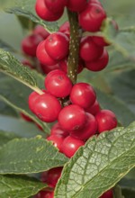 (Ilex verticillata), Bundessortenamt, Germany