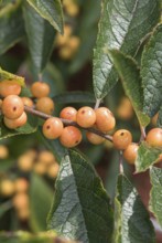 (Ilex verticillata 'Cresgold'), Bundessortenamt, Germany
