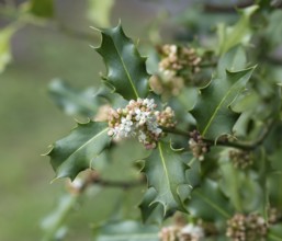 Holly (Ilex × meserveae 'Blue Prince'), Blumenhof Drößler, Germany