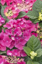 (Hydrangea macrophylla FRISBEE HOT PINK), BS Sämann, Germany