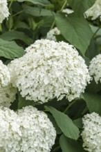 Snowball hydrangea (Hydrangea arborescens STRONG ANNABELLE), An den Dorfwiesen 9, Germany