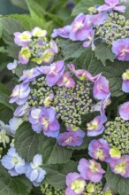 Plate Hydrangea (Hydrangea serrata FLAIR & FLAVOURS BLUEBERRY CHEESECAKE), BS Sämann, Germany