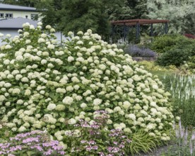 Forest hydrangea (Hydrangea arborescens 'Grandiflora'), egapark, Germany