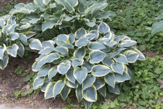 Funkia (Hosta 'First Frost'), Olbrich Botanical Gardens, United States of America