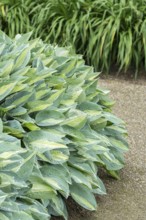 Funkia (Hosta 'Gypsy Rose'), Tuinen van Appeltern, Netherlands