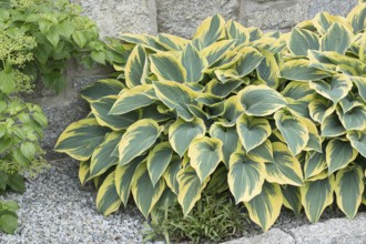 Funkia (Hosta 'First Frost'), Germany