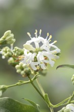 Seven-sons-of-heaven shrub (Heptacodium miconioides TEMPLE OF BLOOM), BS Sämann, Germany