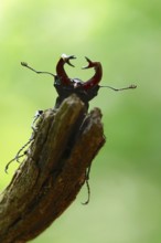 Fascinating stag beetle (Lucanus cervus), insect of the year 2012, June, Saxony, Germany
