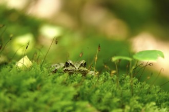 Grass frog (Rana temporaria), June, Saxony, Germany