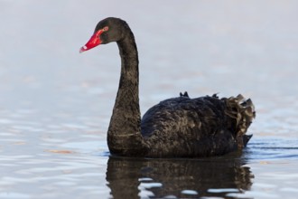 Black Swan, Black Swan, (Cygnus atratus), Animals, Birds, Ladenburg, Baden-Württemberg, Federal