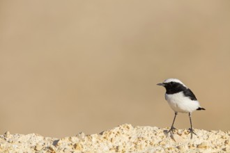 Black-backed Wheatear, Black-backed Wheatear, Basalt Wheatear, (Oenanthe lugens), Animals, Birds,