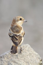 Red-headed Shrike, (Lanius senator), animals, birds, songbird, shrike family, on perch, biotope,