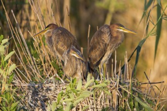 Purple heron, (Ardea purpurea), animals, birds, heron family, three herons at the nest, young