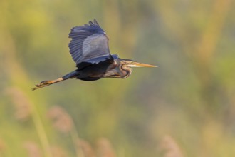 Purple Heron, (Ardea purpurea), animals, birds, heron family, flight photo, side view, Wagbach