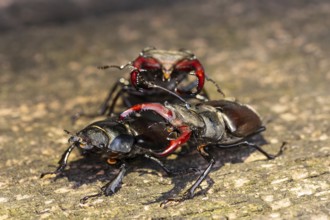 Stag beetles fight for a female in the oak forest of the Swabian Pre-Alps