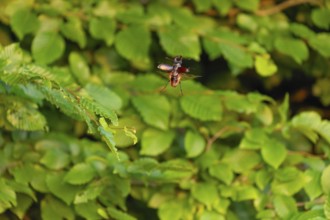 Stag beetle in flight at sunset over oak forest in the Swabian Alb foothills