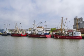 Fishing boats in the fishing harbour, Büsum, North Sea, Schleswig-Holstein, Germany