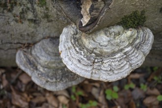Tinder fungus (Fomes fomentarius) on dead wood, Bavaria, Germany