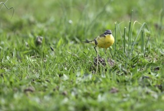 Yellow wagtail (Motacilla flava), in a meadow, Lower Rhine, North Rhine-Westphalia, Germany