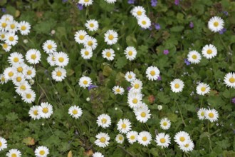 Flower meadow with daisies (Bellis perennis), Lower Rhine, North Rhine-Westphalia, Germany