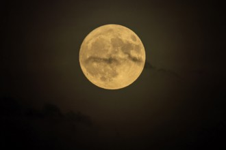 Yellow full moon shines calmly in the nightly darkness, full moon, strawberry moon 2025, Germany