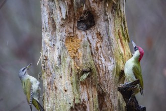 Grey-headed Woodpecker (Picus canus) wbl and Green Woodpecker (Picus viridis) ml Germany