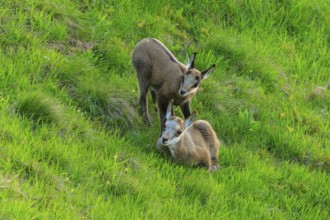 Two fawns standing on a green meadow, chamois, chamois, (Rupicapra rupicaprae), wildlife, Vosges,