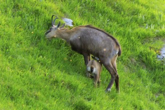 A chamois with its young in a meadow, chamois, chamois, (Rupicapra rupicaprae), wildlife, Vosges,