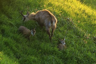 Chamois with two fawns on a steep meadow in the light of the setting sun, chamois, chamois,