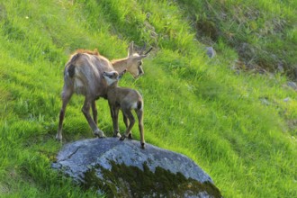 A chamois and her fawn standing on a moss-covered rock in a green meadow under sunshine, chamois,