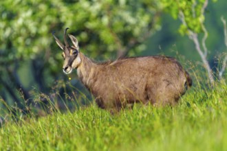 A chamois stands in the green grass in a natural environment, chamois, chamois, (Rupicapra