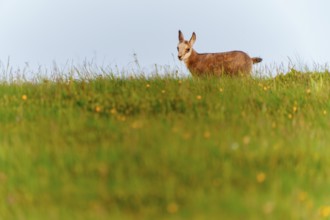 A young fawn on a lush green meadow in spring, chamois, chamois, (Rupicapra rupicaprae), wildlife,